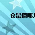 仓鼠摸哪儿越来越乖（仓鼠认主人吗）