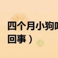 四个月小狗吐白沫怎么回事（小狗吐白沫怎么回事）