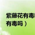 紫藤花有毒吗?可以在室内养吗视频（紫藤花有毒吗）