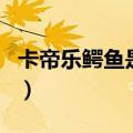 卡帝乐鳄鱼是几线品牌（卡帝乐鳄鱼算名牌吗）