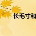 长毛寸和短毛寸哪个好看（长毛寸）