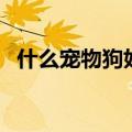 什么宠物狗好养不费钱（什么宠物狗好养）