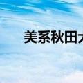 美系秋田犬性格和缺点（美系秋田犬）