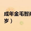 成年金毛智商相当于几岁（金毛智商相当于几岁）