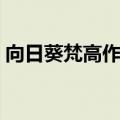 向日葵梵高作品简介（向日葵梵高作品赏析）