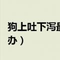 狗上吐下泻最快解决方法（狗狗上吐下泻怎么办）