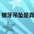 狼牙吊坠是真的狼牙吗（狼牙吊坠真品价位）