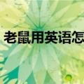 老鼠用英语怎么说复数（老鼠用英语怎么说）
