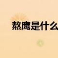 熬鹰是什么意思红警（熬鹰是什么意思）