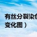有丝分裂染色体数目变化图（有丝分裂染色体变化图）