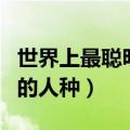 世界上最聪明的人种是什么人（世界上最聪明的人种）
