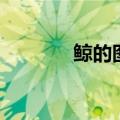鲸的图片简笔画（鲸的图片）