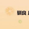 驯良 反义词（驯良的反义词）
