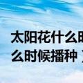 太阳花什么时候播种什么时候开花（太阳花什么时候播种）