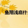 鱼翔浅底什么意思?（鱼翔浅底什么意思）