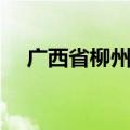 广西省柳州市三江县（柳岩三围是多少）