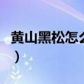 黄山黑松怎么辨别真假（黄山黑松多少钱一包）