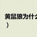 黄鼠狼为什么会出现（为什么黄鼠狼会说人话）