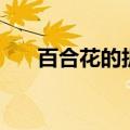 百合花的折法慢动作（百合花的折法）