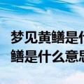 梦见黄鳝是什么意思有什么预兆学生（梦见黄鳝是什么意思）