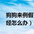 狗狗来例假了怎么办?我啥都不懂（狗狗来月经怎么办）