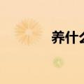 养什么能赚钱（养什么赚钱）