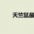 天竺鼠最大能长多大（天竺鼠价格）