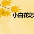 小白花怎么折视频（小白花怎么折）