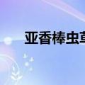 亚香棒虫草的药用价值（亚香棒虫草）