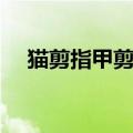 猫剪指甲剪到血线会自愈吗（猫剪指甲）