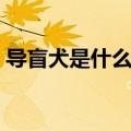 导盲犬是什么狗品种图片（导盲犬是什么狗）