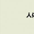 人体阴囊结构（人体阴）
