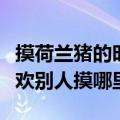 摸荷兰猪的时候为什么荷兰猪会抖（荷兰猪喜欢别人摸哪里）