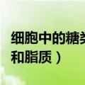 细胞中的糖类和脂质教学视频（细胞中的糖类和脂质）