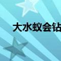 大水蚁会钻进身体吗（大水蚁会咬人吗）