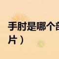 手肘是哪个部位图片大全（手肘是哪个部位图片）