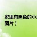 家里有黑色的小虫有什么办法可以解决（家里黑色小虫子的图片）