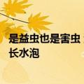 是益虫也是害虫 湖南局部出现大量“鸡公虫”：皮肤接触就长水泡