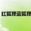 红狐狸蓝狐狸一起来吧歌词（红狐狸蓝狐狸）