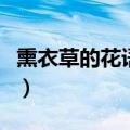 熏衣草的花语是什么呢（熏衣草的花语是什么）