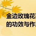 金边玫瑰花茶的功效与作用?（金边玫瑰花茶的功效与作用）