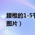 腰椎的1-5节是从那到那?（腰椎1到5节位置图片）