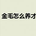 金毛怎么养才听话懂事（金毛怎么养才听话）