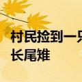 村民捡到一只鸟，竟是国家一级保护动物白冠长尾雉