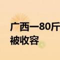 广西一80斤巨蟒吞食山羊 林业部门回应：已被收容