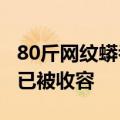80斤网纹蟒吞食山羊被消防扛走，林业部门：已被收容