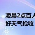 凌晨2点百人打手电摘杨梅现场壮观：利用晴好天气抢收