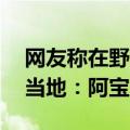 网友称在野象谷目击6年前逛街的“阿宝”，当地：阿宝已放归