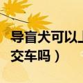 导盲犬可以上公交车吗现在（导盲犬可以上公交车吗）