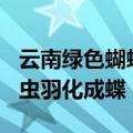 云南绿色蝴蝶大爆发，元江每天约100万只幼虫羽化成蝶